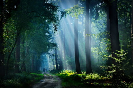 الأشجار المورقة الخضراء ، الطبيعة ، المناظر الطبيعية ، الغابات ، الطريق الترابية ، أشعة الشمس ، الأشجار ، الضباب ، المسار ، ضوء الشمس ، الشجيرات ، المشي، خلفية HD HD wallpaper