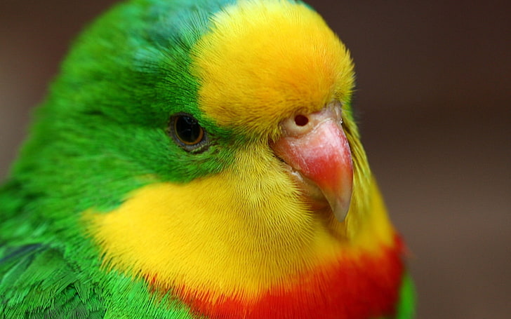 green, red, and yellow bird, parrot, beak, colorful, bird, HD wallpaper