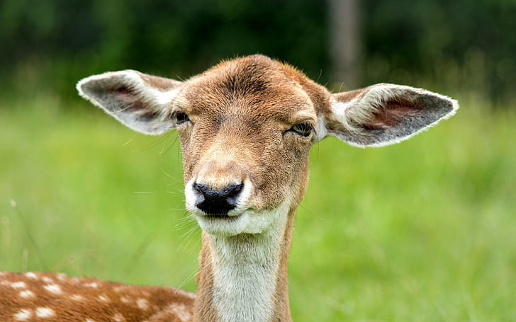 Deer s, face backgrounds, eyes, ears, HD wallpaper
