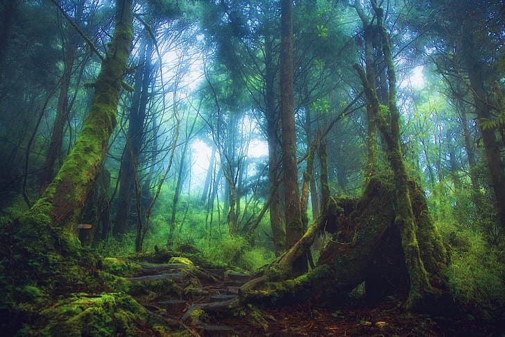 árboles, niebla, naturaleza, paisaje, bosque, musgo, Fondo de pantalla HD