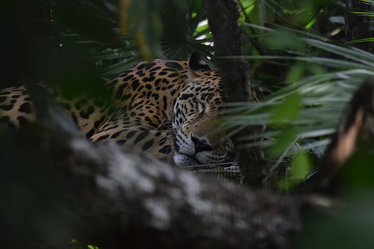 Cats, Jaguar, Big Cat, Sleeping, Wildlife, predator (Animal), HD wallpaper
