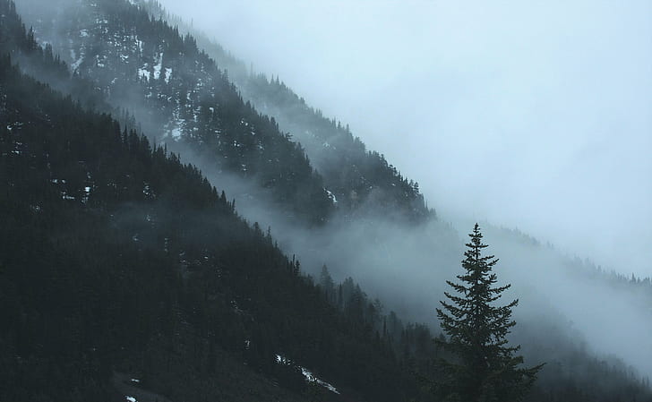 fotografía de paisaje de árboles altos con nubes de niebla, fotografía de paisajes, árboles altos, niebla, nubes, montaña, abeto, niebla, brumoso, frío, nevado, árboles, Columbia Británica, Canadá, naturaleza, bosque, niebla, paisaje, pintorescos, árbolal aire libre, nieve, Fondo de pantalla HD