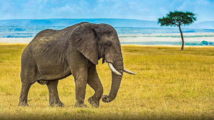 Lonely Old Elephant Desktop Hd Wallpaper For Pc Tablet And Mobile 3840×21600, HD wallpaper