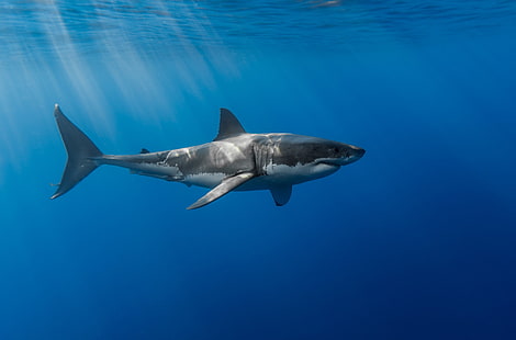 تحميل صور سمك القرش 4K، خلفية HD HD wallpaper