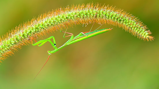 Tier, Gottesanbeterin, Insekt, HD-Hintergrundbild HD wallpaper