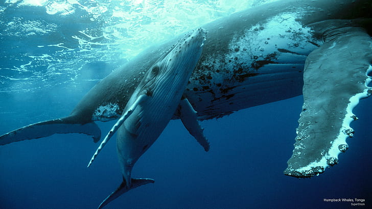 Baleias Jubarte, Tonga, Vida no Oceano, HD papel de parede