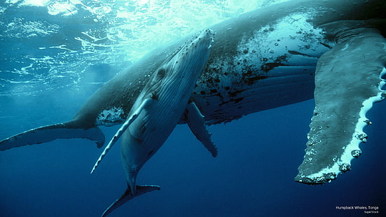 Горбатые киты, Тонга, Ocean Life, HD обои HD wallpaper