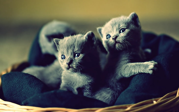 2つの短い毛皮の灰色の子猫、子猫、バスケット、かわいい、 HDデスクトップの壁紙
