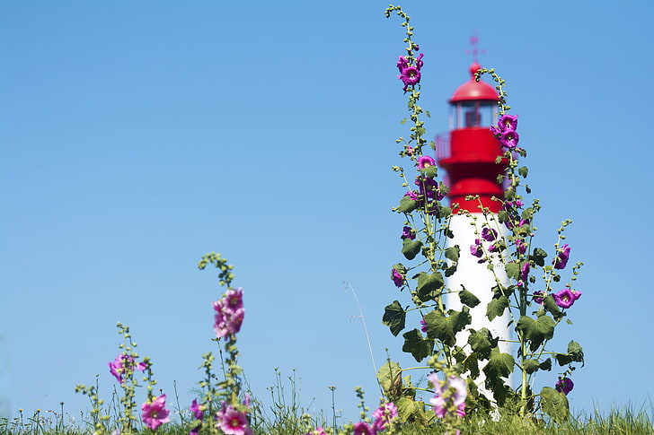 the sky, flowers, lighthouse, mallow, HD wallpaper