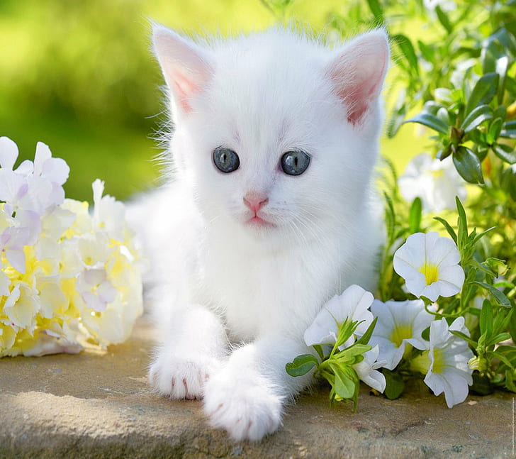 animal, baby, blue, cat, cute, eyes, flower, kitty, white, HD wallpaper