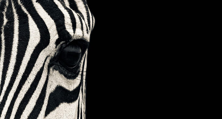zebra 4k theme picture, HD wallpaper