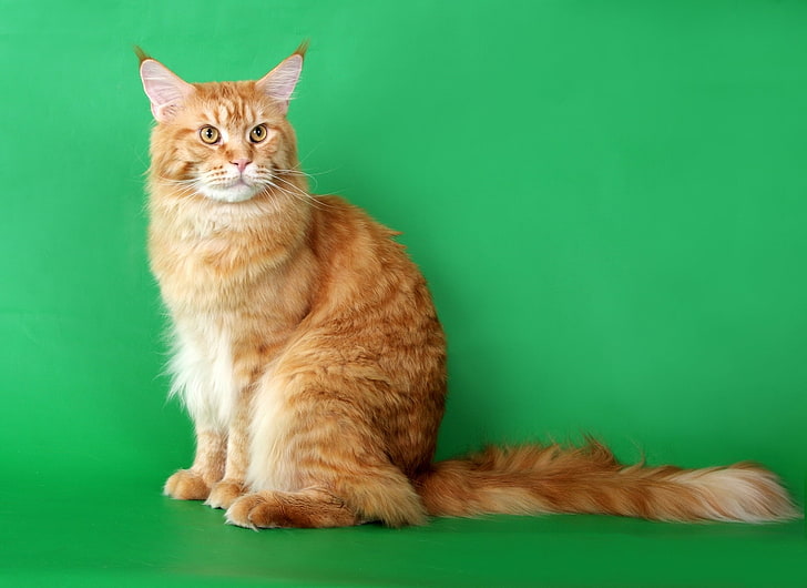 แมว tabby สีส้มแมวขนยาวพันธุ์แท้ถ่ายภาพสวย, วอลล์เปเปอร์ HD