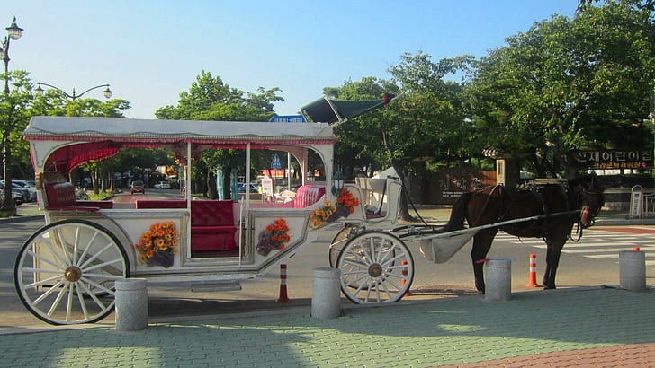 Carrozza turistica, cavallo, corea, carrozza, turismo, viaggi, gyeongju, Sfondo HD