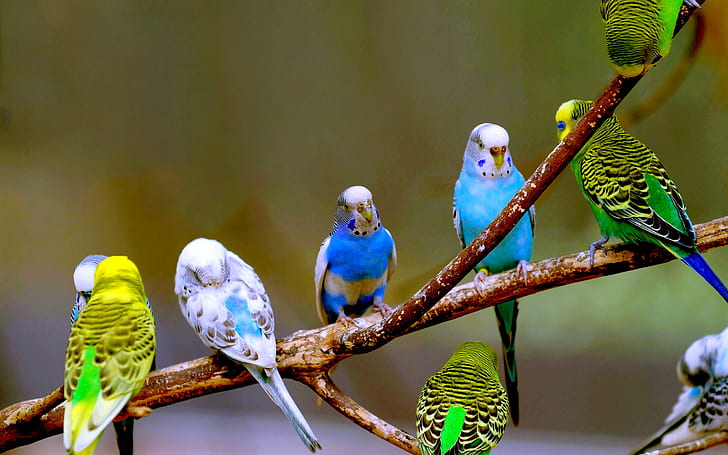 Волнистые попугайчики фотографии, волнистые попугайчики, птицы, фотография, HD обои