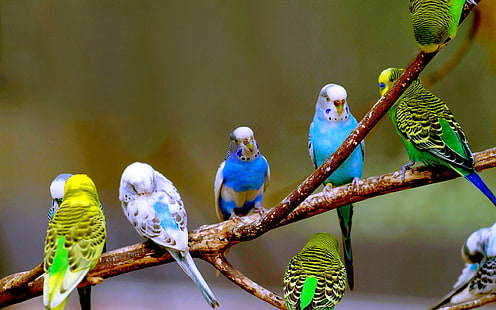 Fotografia papużek falistych, Papużki faliste, Ptaki, Fotografia, Tapety HD HD wallpaper