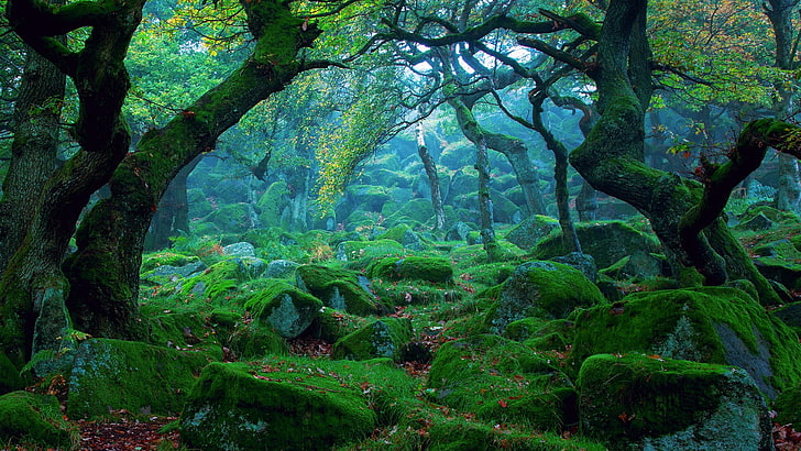 vegetation, moss, nature, mossy, forest, woodland, tropical, stone, tree, wilderness, HD wallpaper