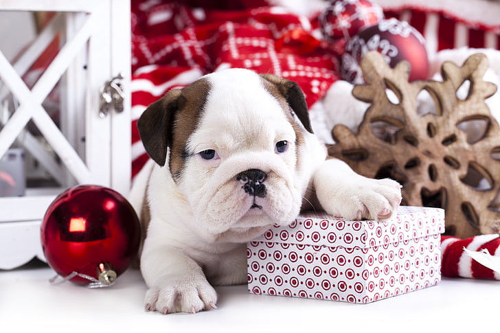 tan and white English bulldog puppy, box, gift, toy, dog, ball, puppy, English bulldog, HD wallpaper