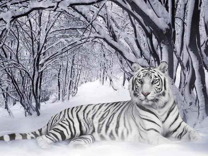 白虎、白と黒虎、動物、、、白虎、 HDデスクトップの壁紙