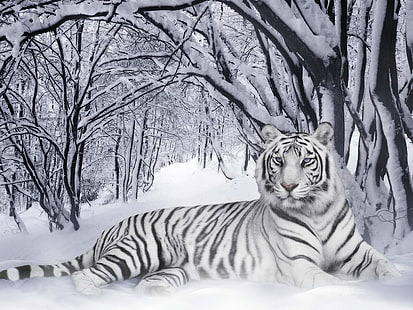 бял тигър, бял и черен тигър, Животни,, бял тигър, HD тапет HD wallpaper