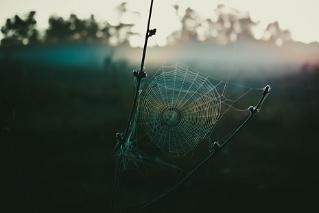 toile d'araignée, toiles d'araignée, Fond d'écran HD HD wallpaper