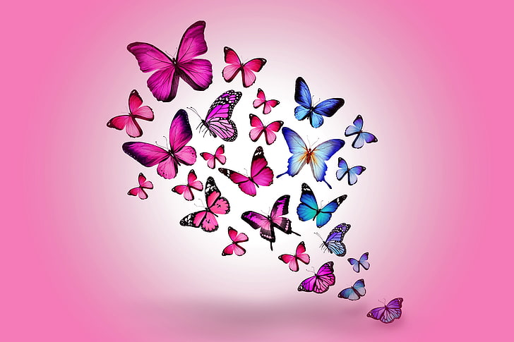 Разноцветные бабочки, бабочка, рисунок, полет, красочный, фон, розовый, HD обои
