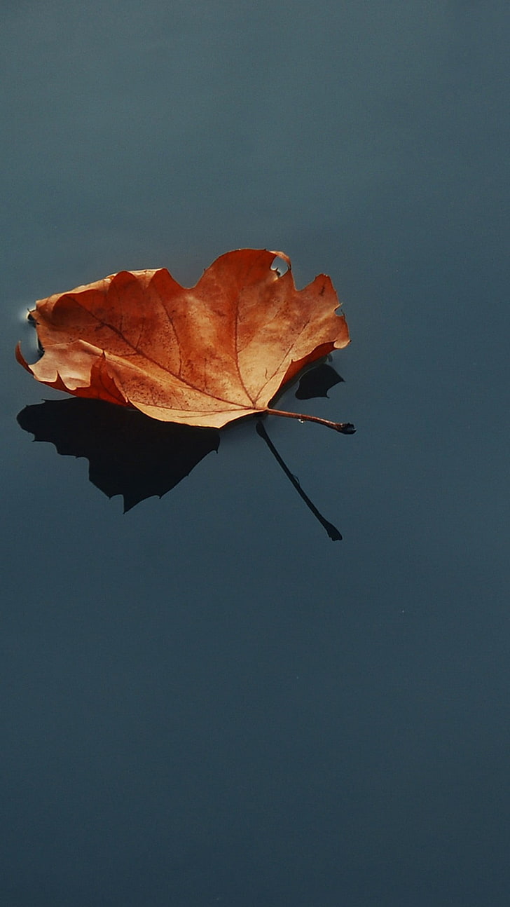 marrone foglia secca sul corpo d'acqua, foglie, acqua, Sfondo HD, sfondo telefono