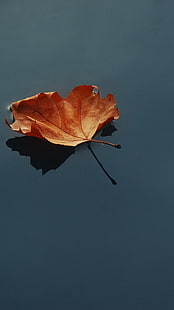 水、葉、水の体に茶色の乾燥葉、 HDデスクトップの壁紙 HD wallpaper