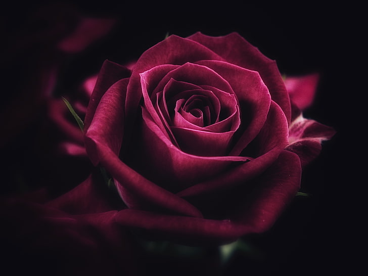 Ilustración de rosa roja, rosa, flor, primer plano, pétalos, Fondo de pantalla HD