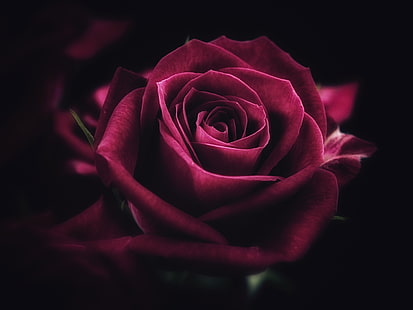 Ilustración de rosa roja, rosa, flor, primer plano, pétalos, Fondo de pantalla HD HD wallpaper