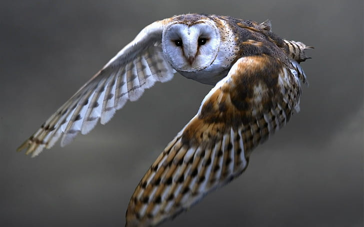 Owl flying, barn owl, wings, Owl, Flying, Barn, Wings, HD wallpaper