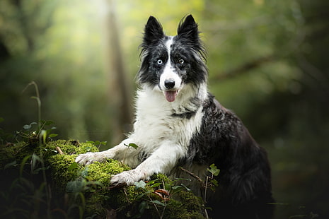 border collie 4k wallpaper for wide screen, HD wallpaper HD wallpaper