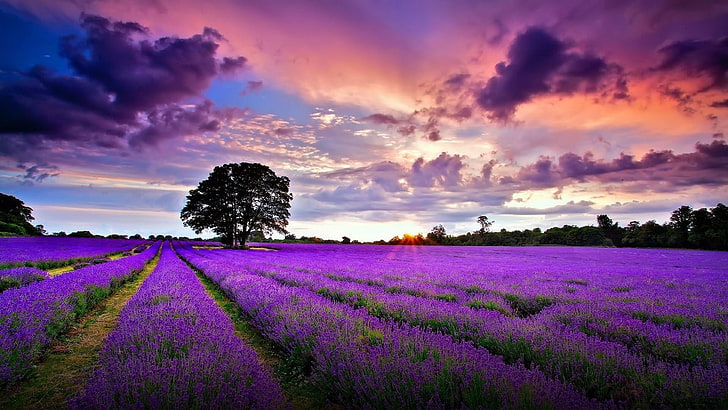 sky, field, purple, english lavender, lavender, sunrise, cloud, morning, dawn, purple flowers, lavender filed, flower, HD wallpaper
