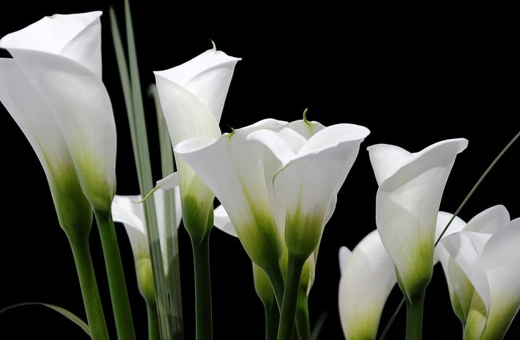 Calla lilies, White, Black background, HD wallpaper