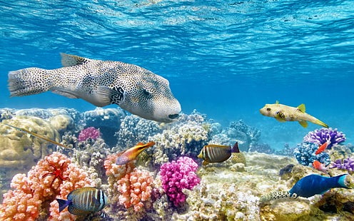 Underwater world ocean, tropical, underwater, coral, reef, fishes, ocean, world, HD wallpaper HD wallpaper