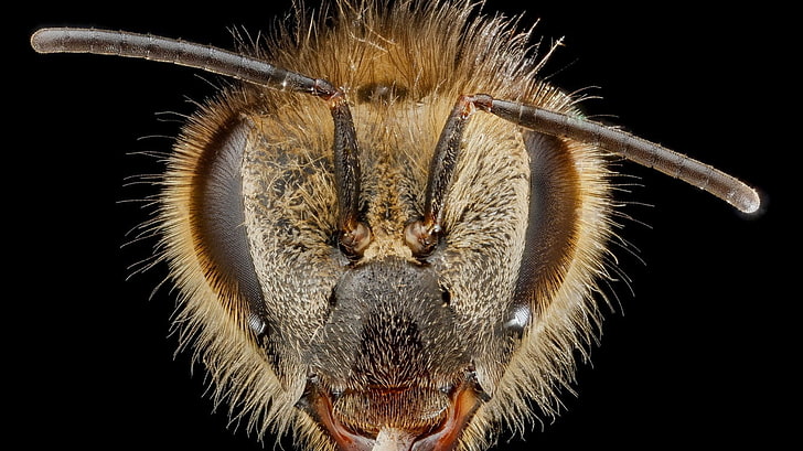 close-up photography of insect head, animals, insect, bees, HD wallpaper