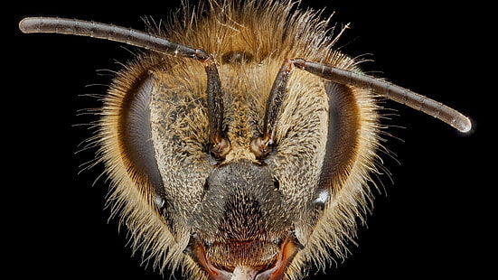 närbild fotografering av insekt huvud, djur, insekt, bin, HD tapet HD wallpaper