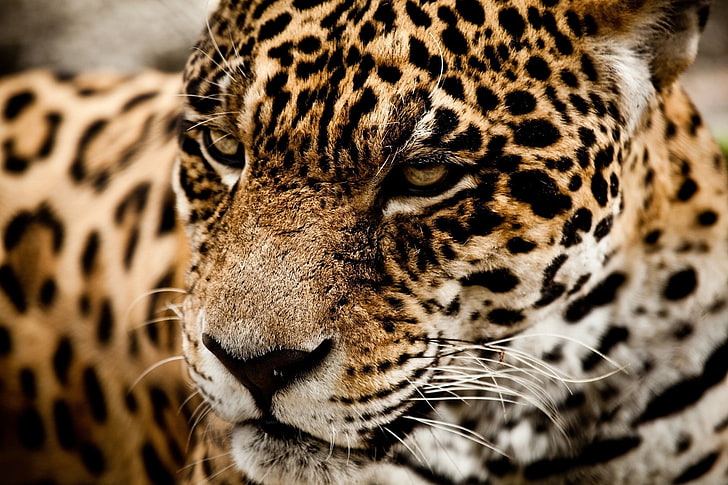 коричневый и черный леопардовый принт текстиль, животные, ягуары, крупным планом, HD обои
