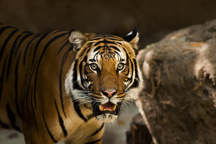 коричневый и черный бенгальский тигр, сибирский тигр, хищник, дикая кошка, HD обои