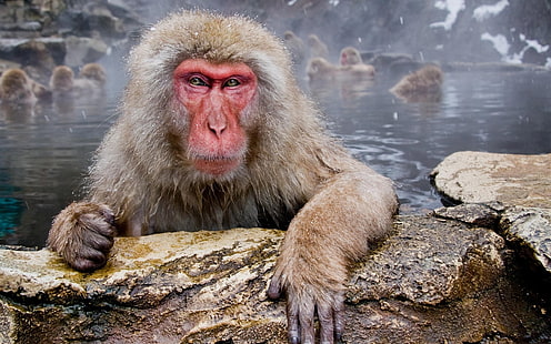 Tiere, Affen, Makaken, HD-Hintergrundbild HD wallpaper