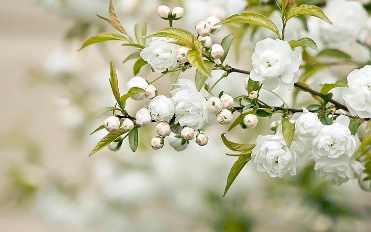 white cherry blossoms, flowers, twig, white, spring, HD wallpaper