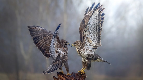 birds, bird, fight, bird of prey, dance, eagle, wildlife, falcon, feather, wing, HD wallpaper HD wallpaper