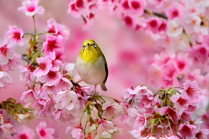мыс белоглазый птица, цветы, дерево, весна, сакура, птица, розовый, японский белоглазый, HD обои