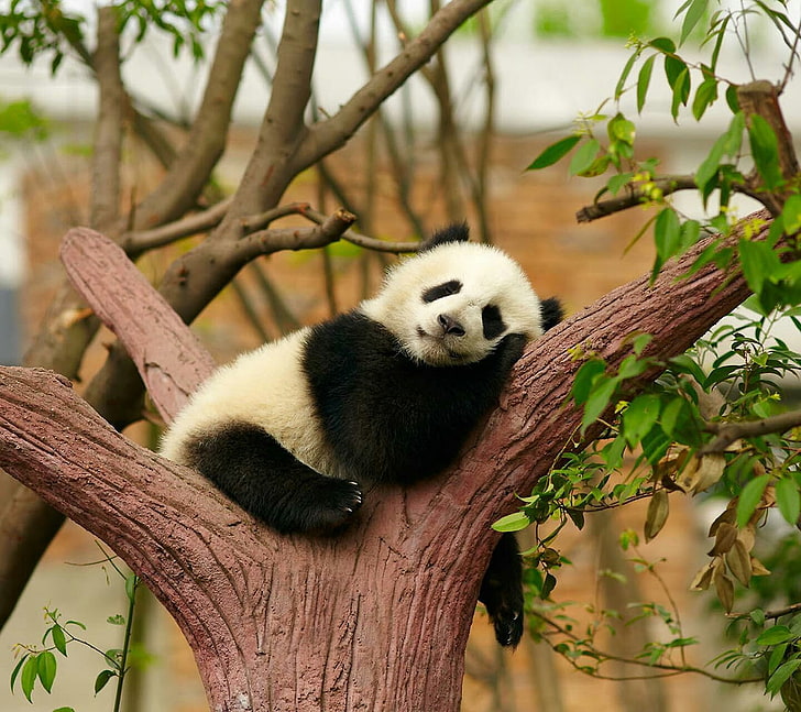 панда животно, животни, щастлив, HD тапет