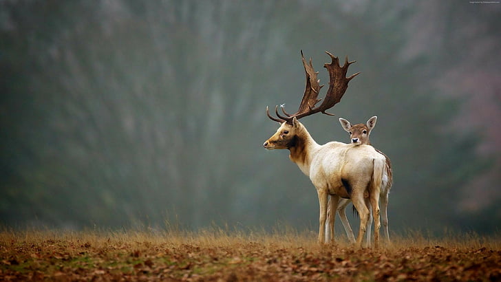 deer and buck standing on field of grass, deer, cute animals, autumn, 4k, HD wallpaper