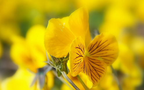 цветя, природа, теменужки, жълти цветя, HD тапет HD wallpaper