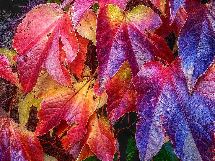 カエデの葉、カエデの葉、ワイン、ハーブスト、ファルベン、秋、葉、自然、季節、赤、背景、黄色、マルチ色、植物、10月、 HDデスクトップの壁紙
