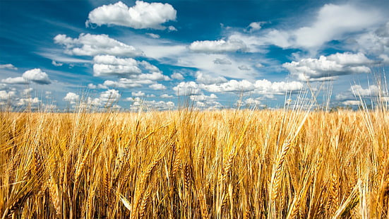 자연 풍경 구름 필드 곡물 spikelets 미니 멀리 즘 하늘 씨앗 식물 수평선, HD 배경 화면 HD wallpaper