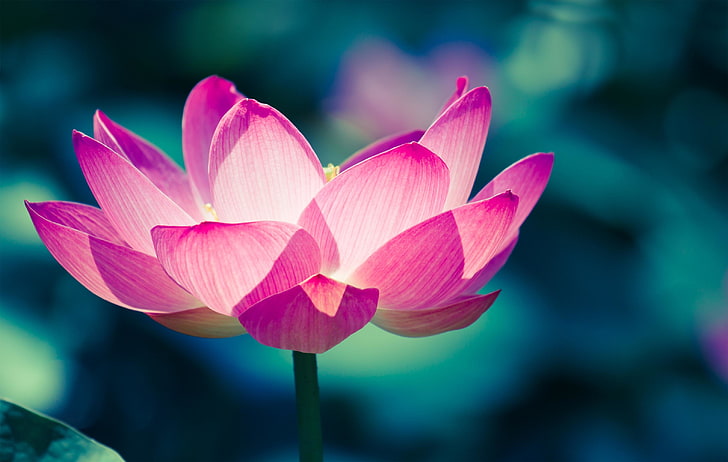 Lotus flower, Water lily, Pink, HD wallpaper