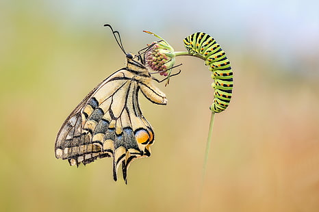 Животное, бабочка, гусеница, насекомое, макро, HD обои HD wallpaper