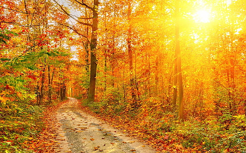 Красива есенна гора, дървета, пътека, слънчеви лъчи, гора, красива, есен, гора, дървета, път, слънце, лъчи, HD тапет HD wallpaper